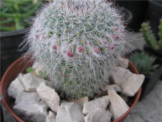 kaktus